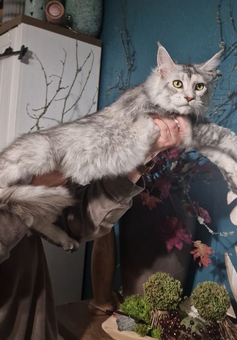 Maine Coon kotka kocięta