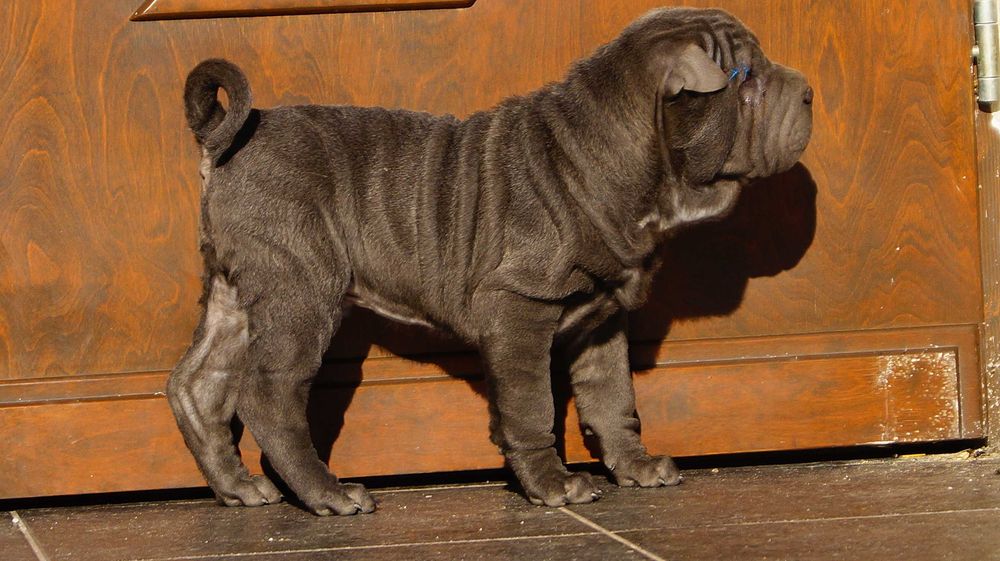 Szczeniak blue, Shar Pei z rodowodem, błękitny Filo