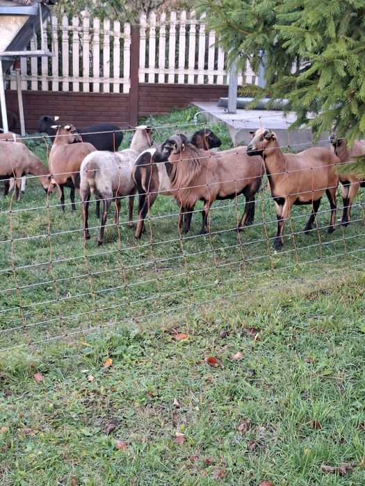 Baran,Tryk kameruński.  Kolczykowany