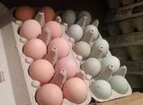 Jaja lęgowe australorp legbar