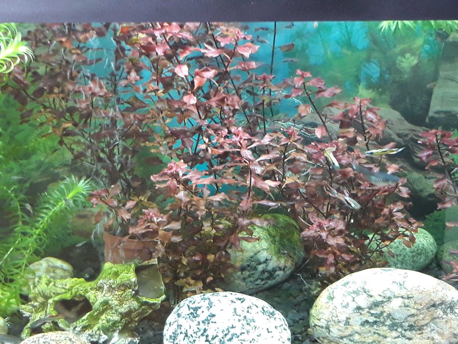 Roślina akwariowa Ludwigia mini super red