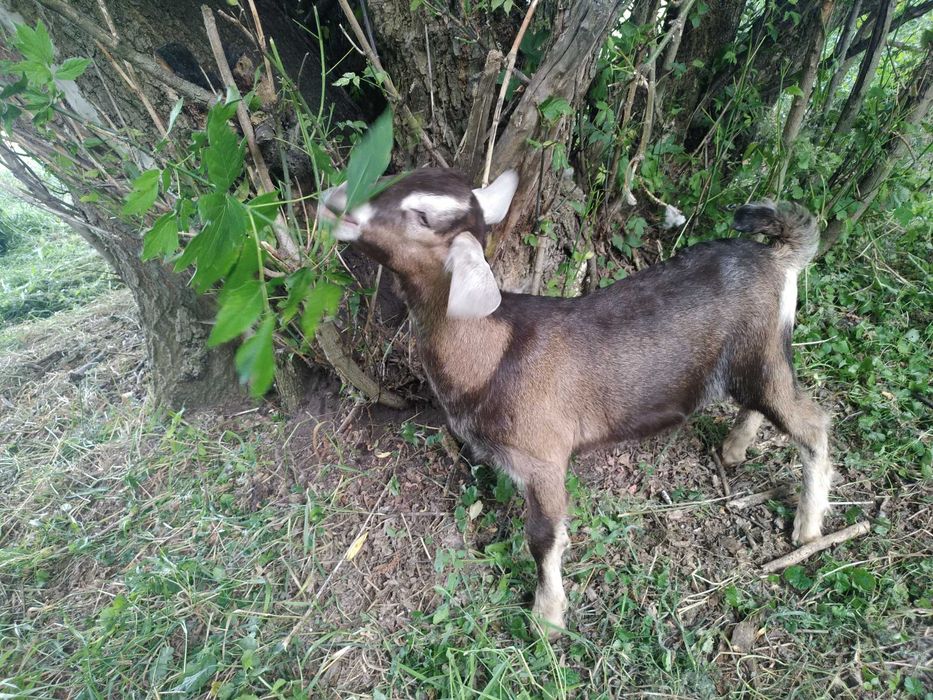 Породистий заано-нубійський козлик