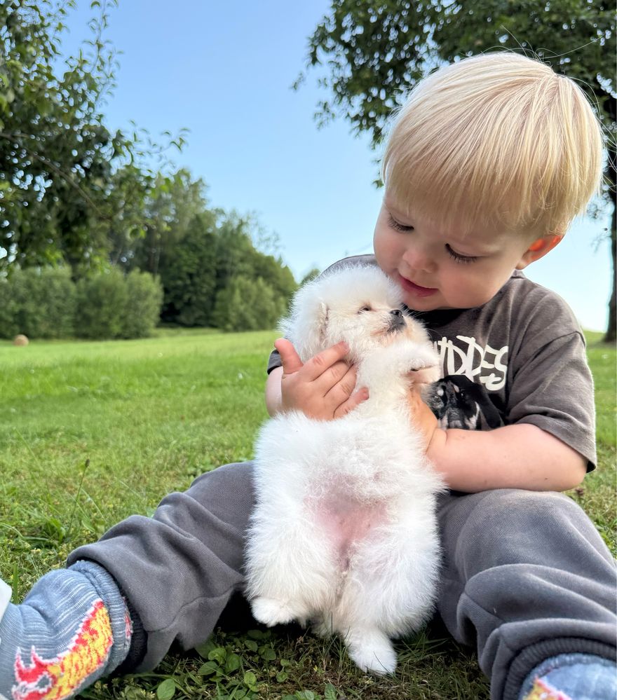 Szpic miniaturowy Pomeranian Suczka Zkwp FCI