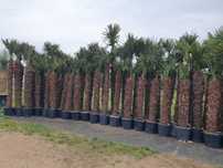 palmy, palma, palma mrozoodporna, trachycarpus fortunei