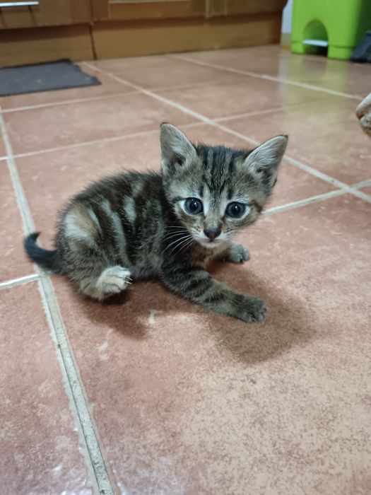 Dou gatinhos, duas fêmeas