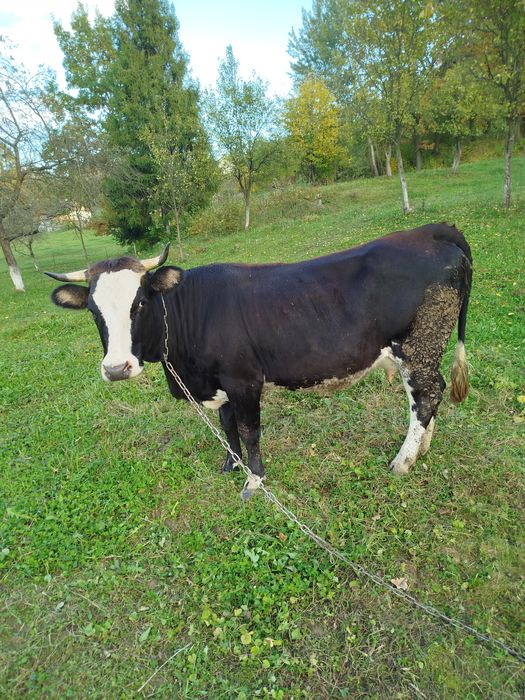 Продам молоду корову вечірка