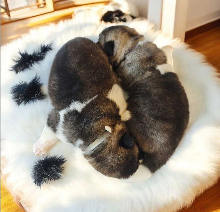 Akita Amerykańska szczenię Zkwp