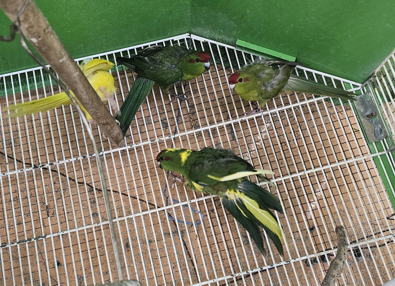Kakarakis verdes amarelos