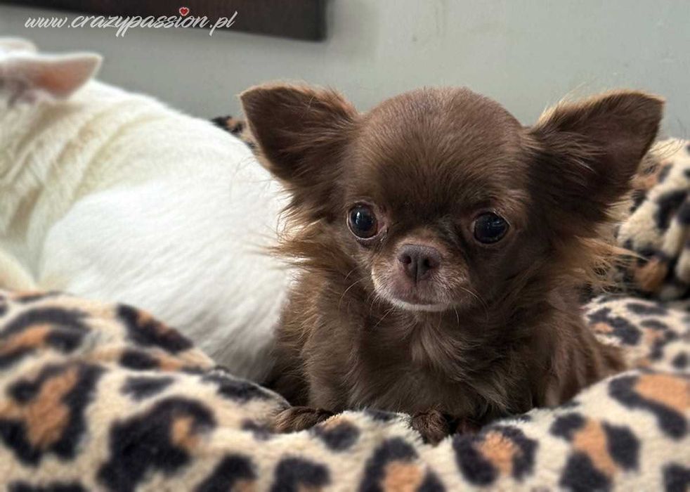 Maleńki długowłosy chihuahua NUGAT Crazy Passion FCI