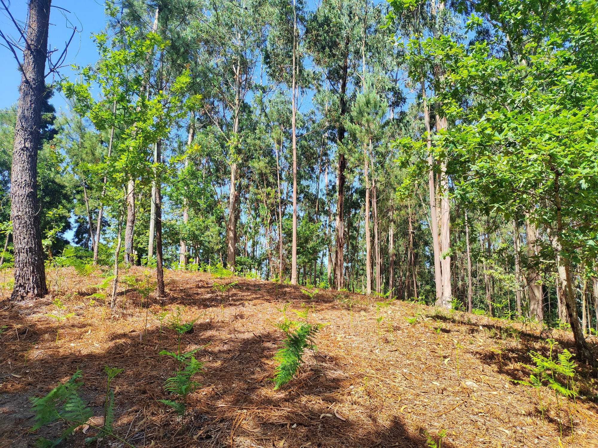 Vende-se terreno em Sabadim (Arcos de Valdevez - Viana do Castelo)