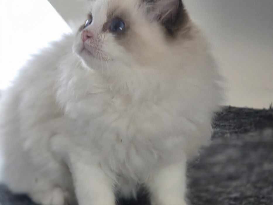 Kotka RAGDOLL z rodowodem FPL