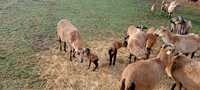 owce kameruńskie, całe stado ok 20 szt.