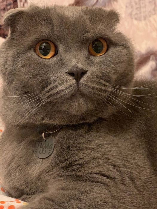 Кіт, Пропав кіт!