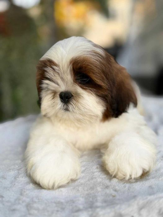 Elitarny piesek! Shih Tzu! Gotowy do odbioru!