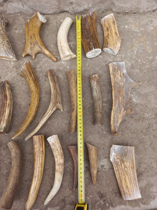 Рога для поделок