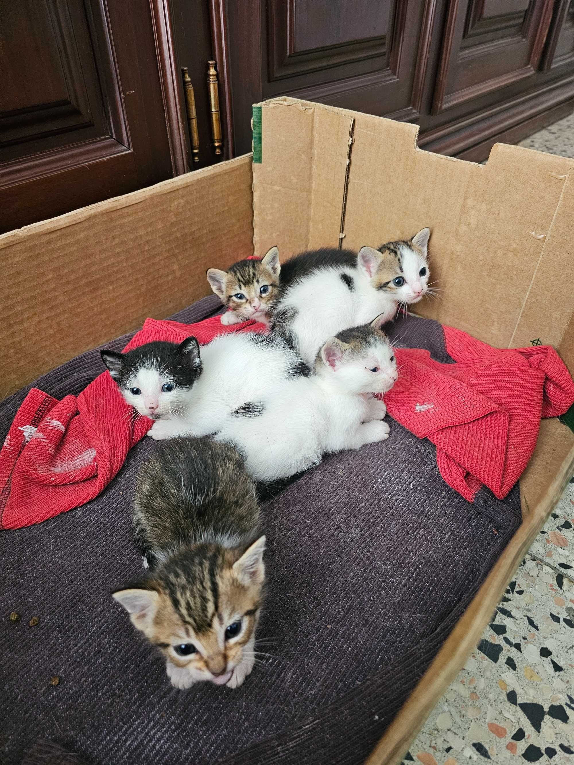 Gatinhos bebés recém nascidos