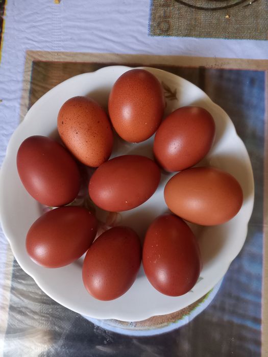 Яйця чорно медний маран