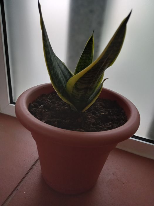 Duas plantas em vaso, aloe vera e espada de Santa Barbara