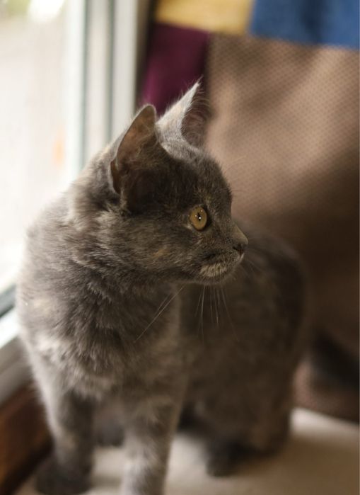 Дівчинка кошеня 4 місяці Асса