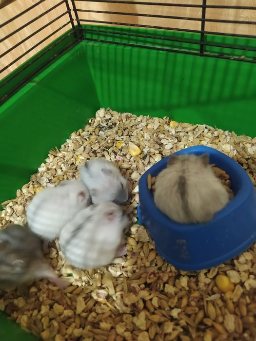 Джунгарики Кременчуг