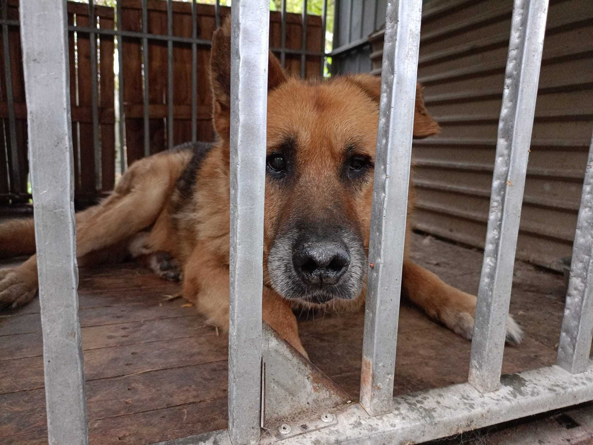 Ringer - staruszek w typie Owczarka Niemieckiego do adopcji 1