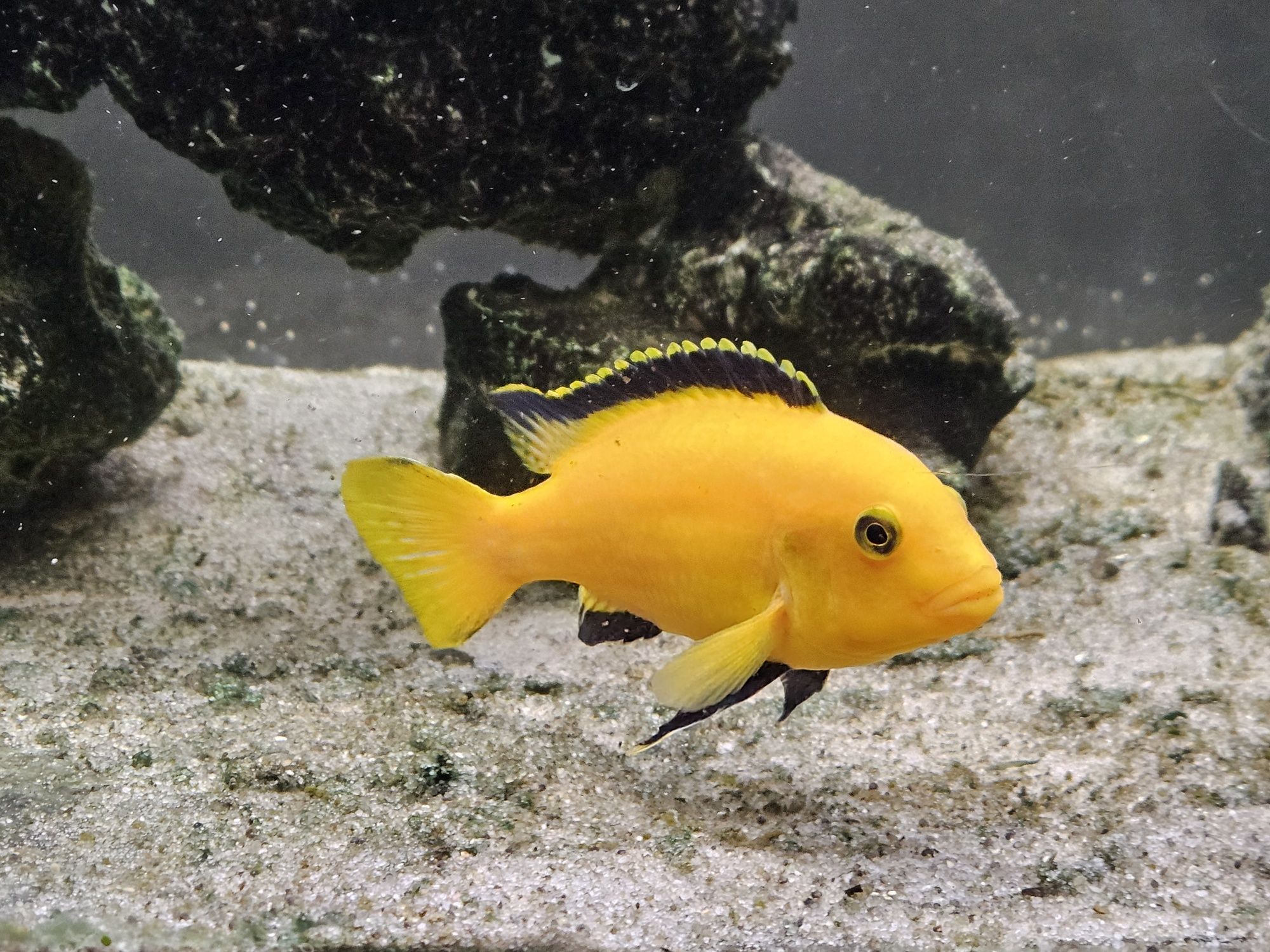 Akwarium 200l z szafką, filtr, oświetlenie + pyszczaki