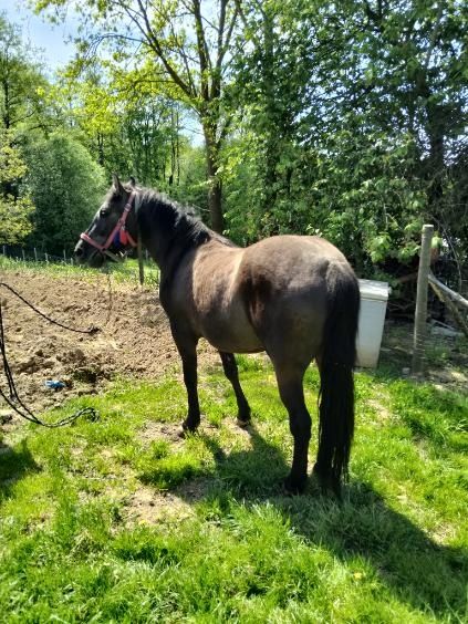 Witam sprzedam klacz