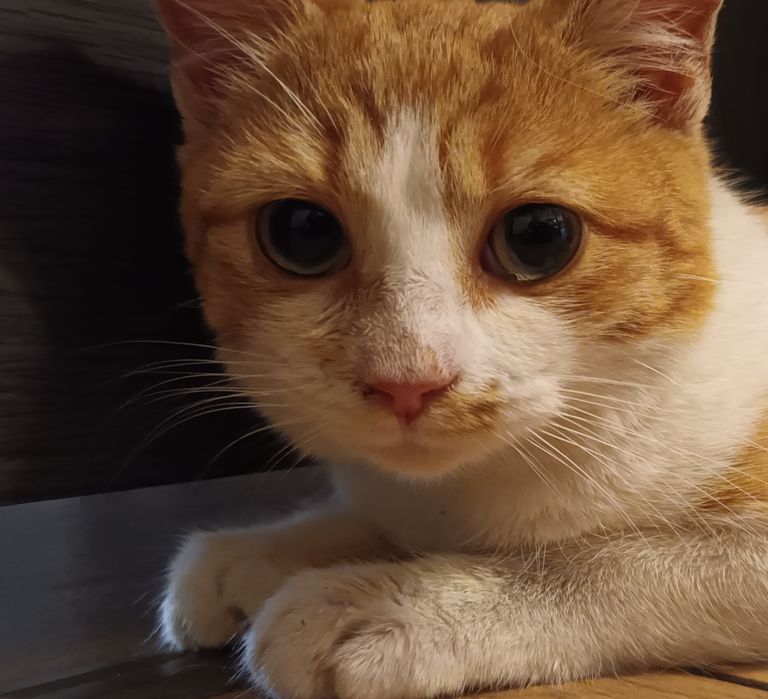 Oddam kotkę. Wiek 3 miesiące.