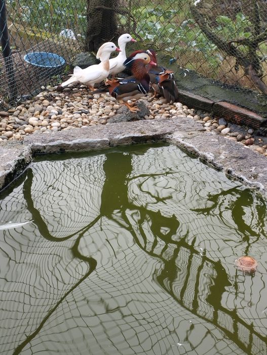 Patos mandarins brancos