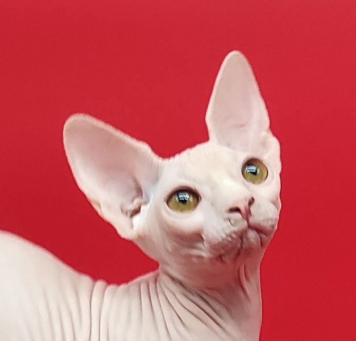 Біленька ніжна дівчинка