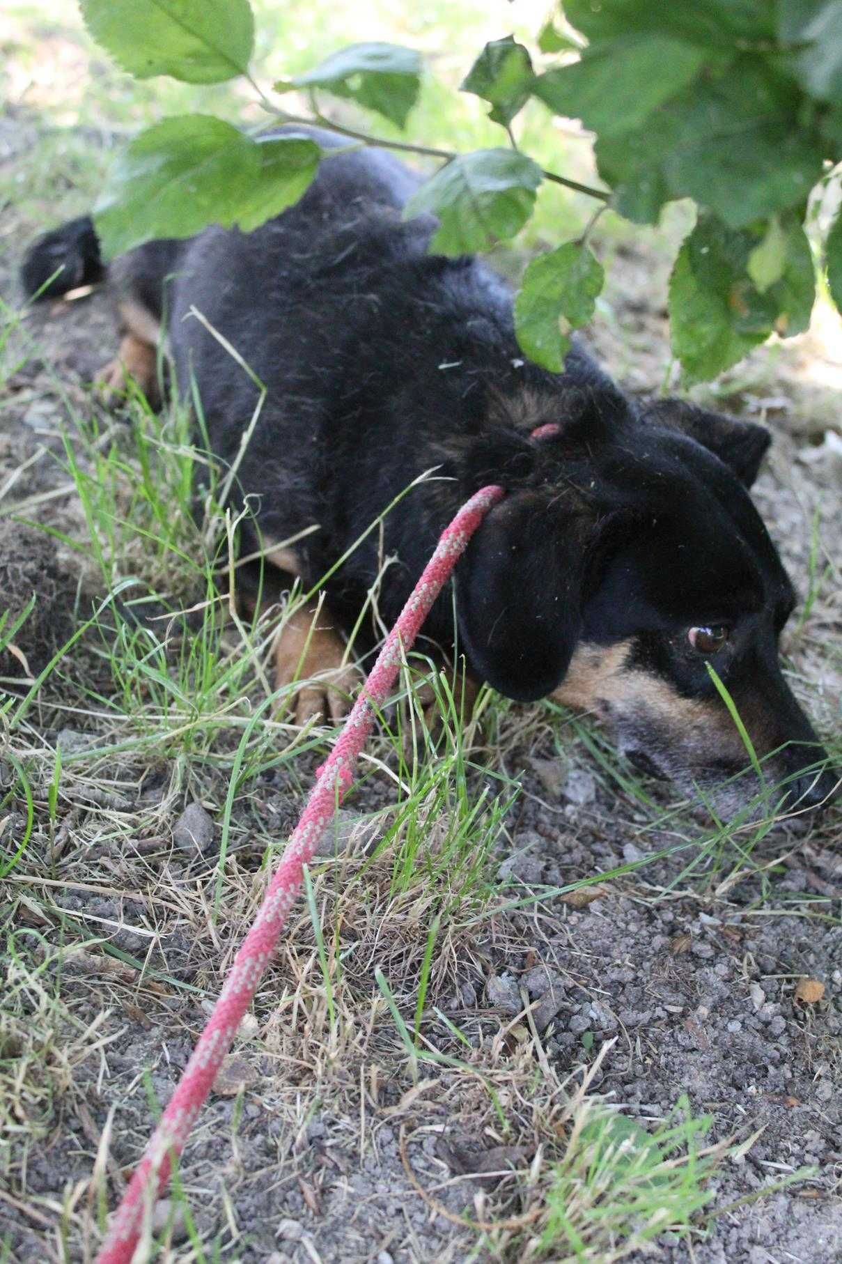 598645 Alek do adopcji