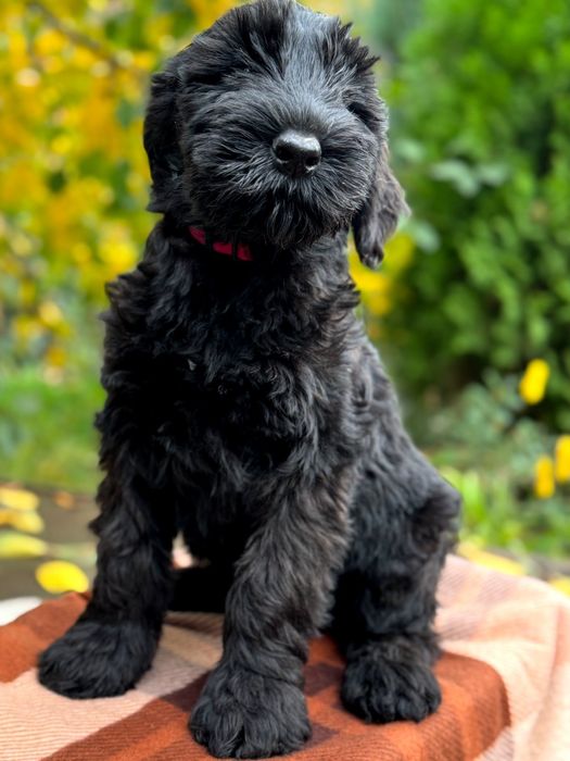 Породні цуценята різеншнауцера