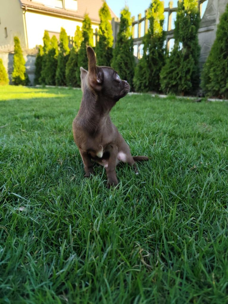 Czekoladowy chłopiec Chihuahua gotowy do zmiany domku