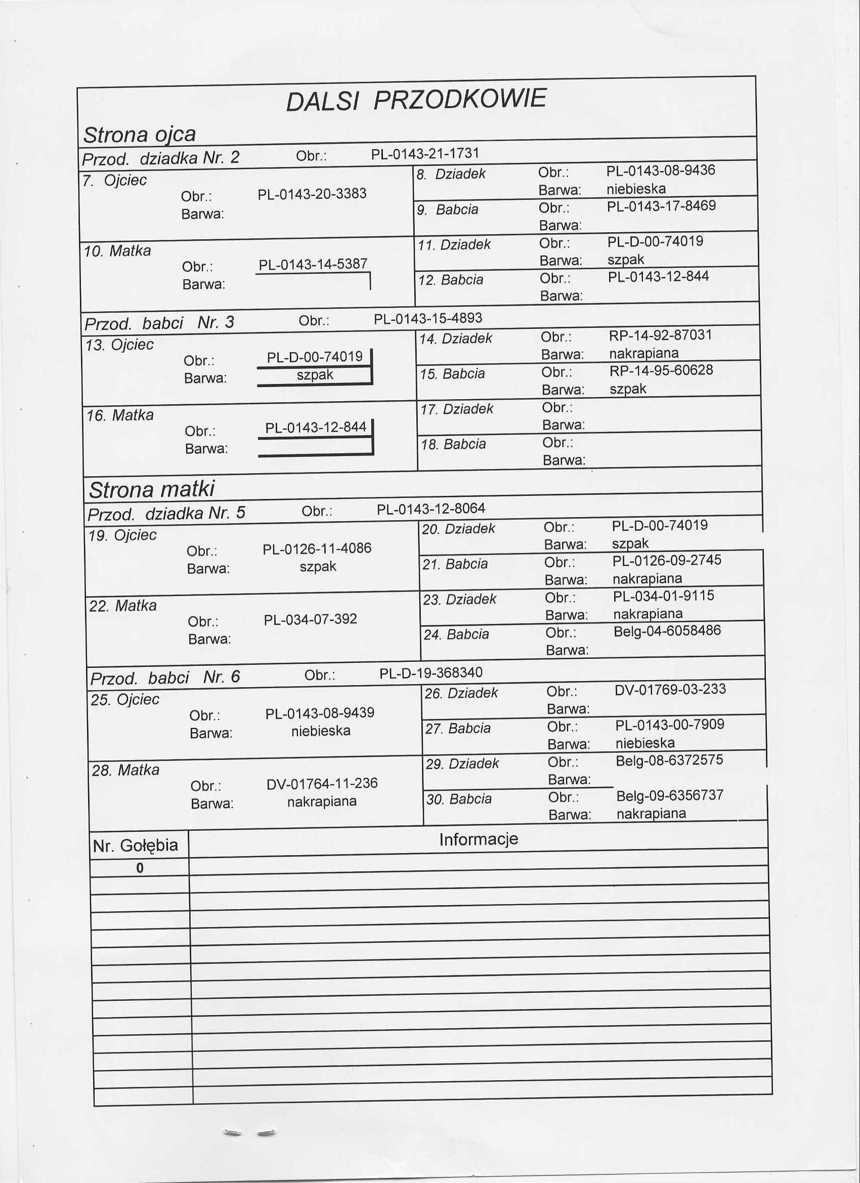Młode Para 99 Oryg A.M Wiosna Stary Szpak x Rudy 5838 gołębie pocztowe