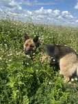 Owczarek niemiecki, sunia, do adopcji