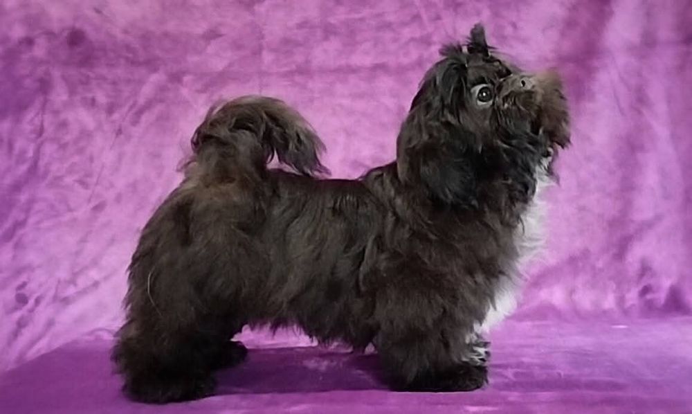 Девочка ши тцу FCI