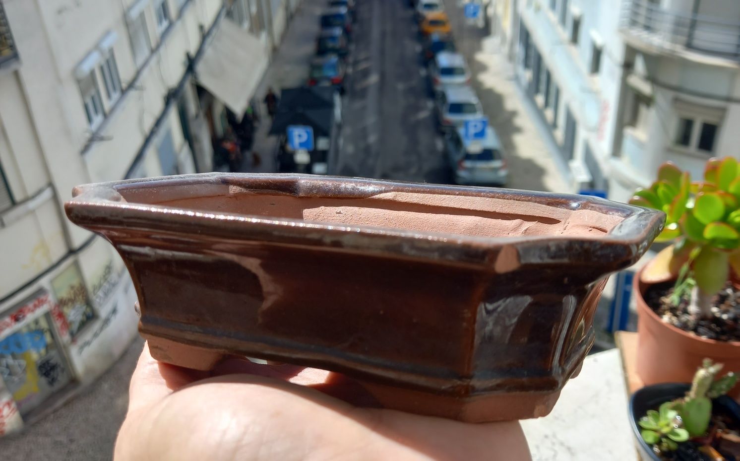Vaso Bonsai Novo