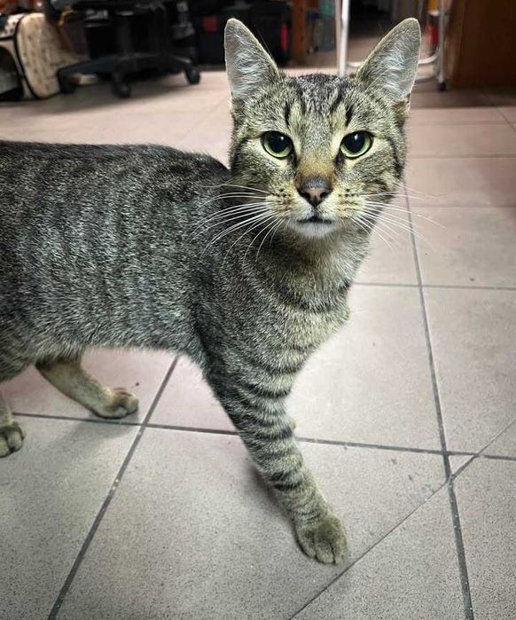 DIEGO kocurek młody kochany przytulas adopcja schronisko