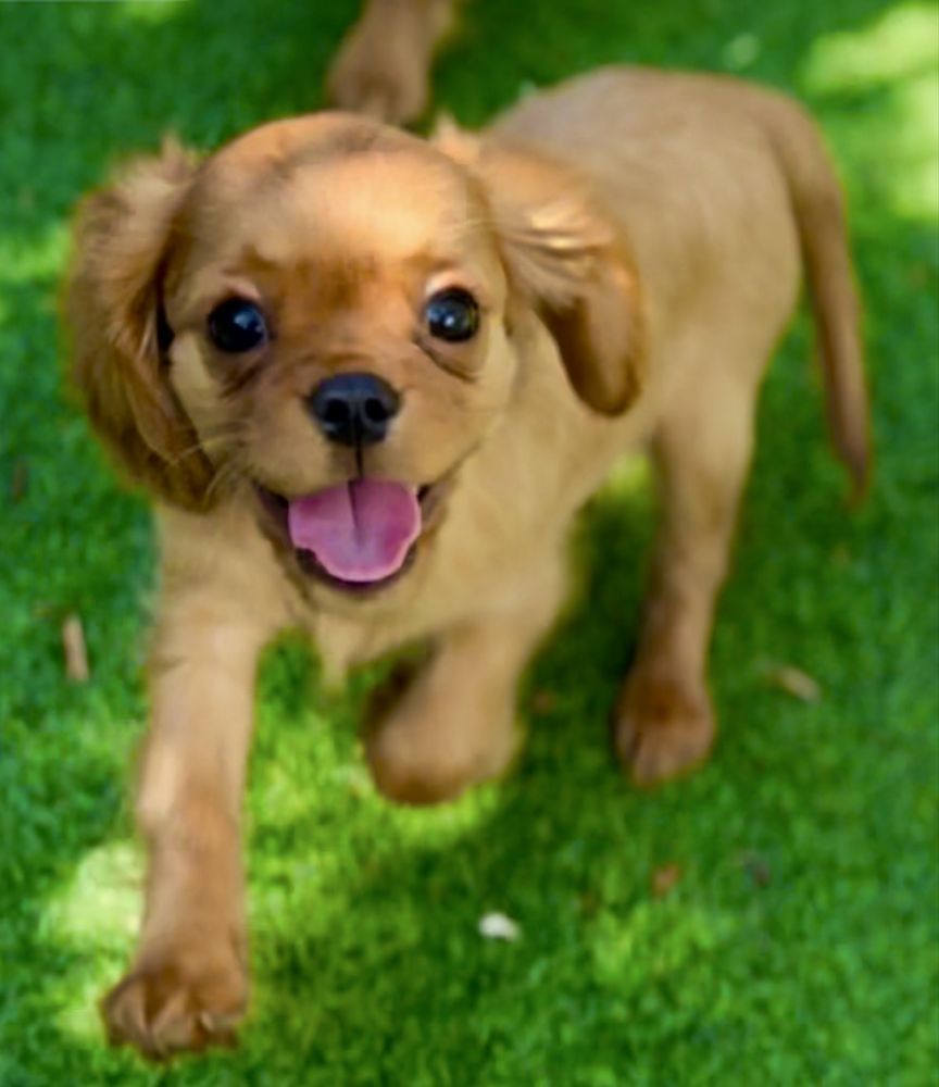 Cavalier King Charles Spaniel- Szczenię rodow.ZKwP(FCI)-do ODBIORU