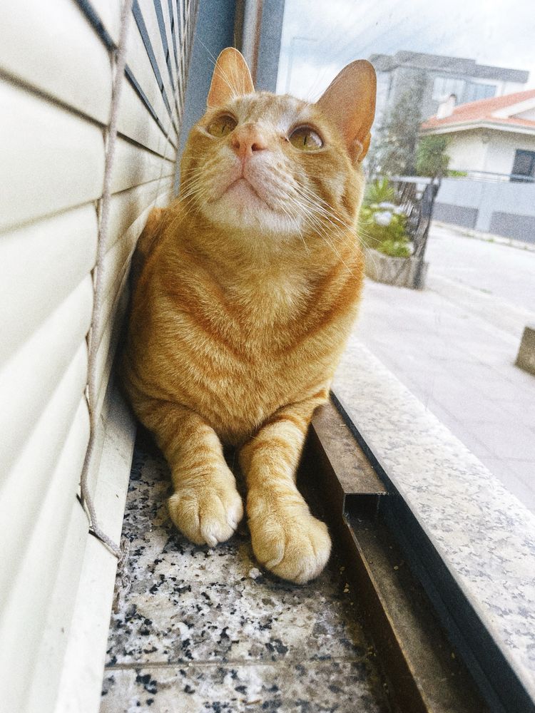 laranjinha para adoção