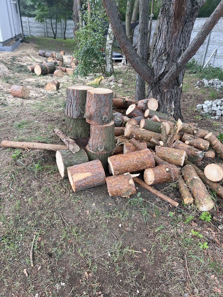 Drewno sosna z gałęziami