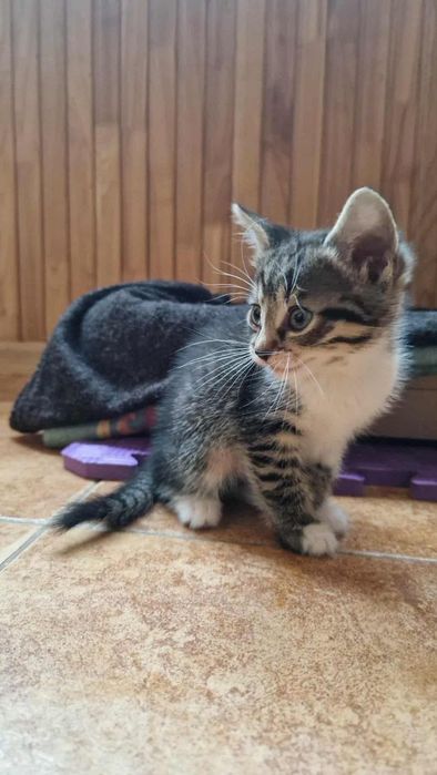 Кошенята в добрі руки.