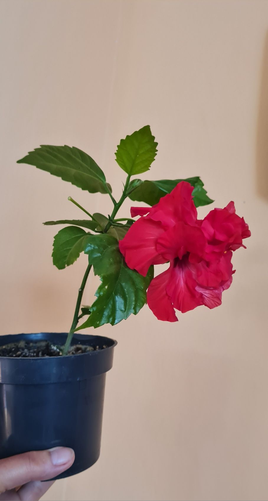 Hibiskus czerwony piękny młody kwiatek