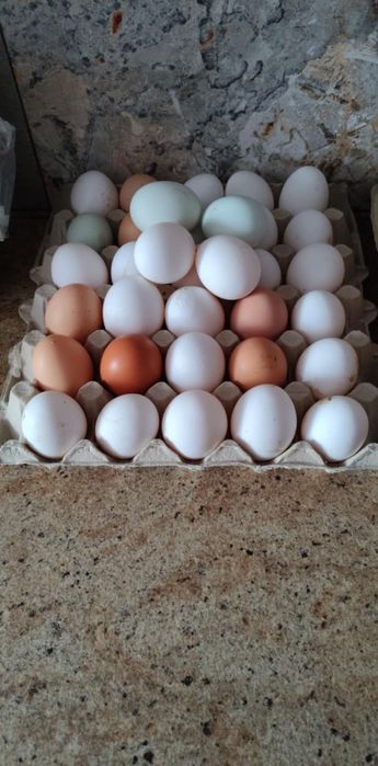 Jajka z wolnego   wybiegu