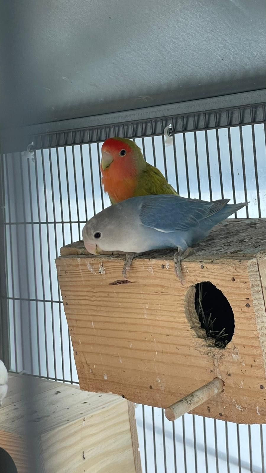 Casal Agapornis roseicollis reprodutores sexados