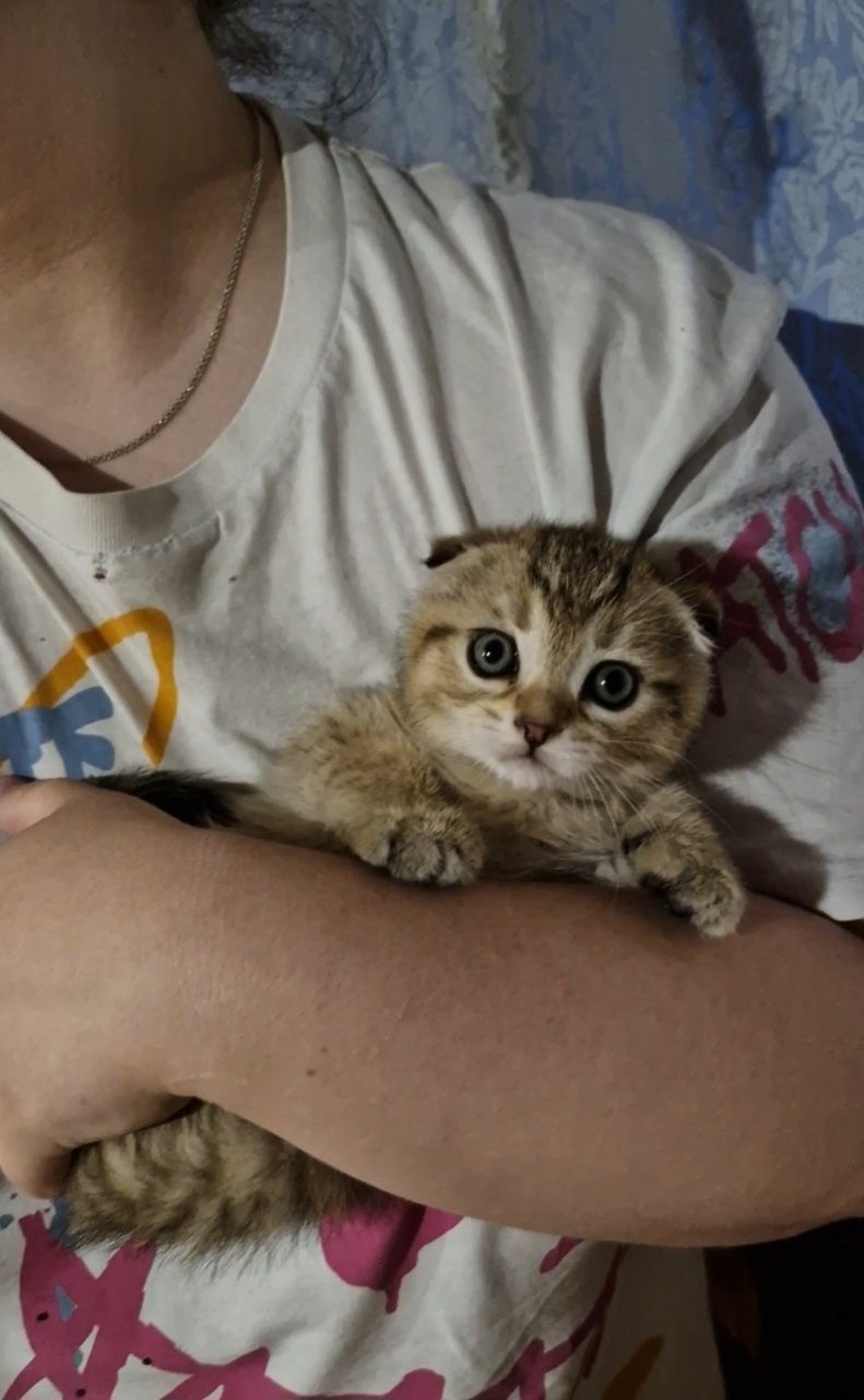 полосатий тигрюля