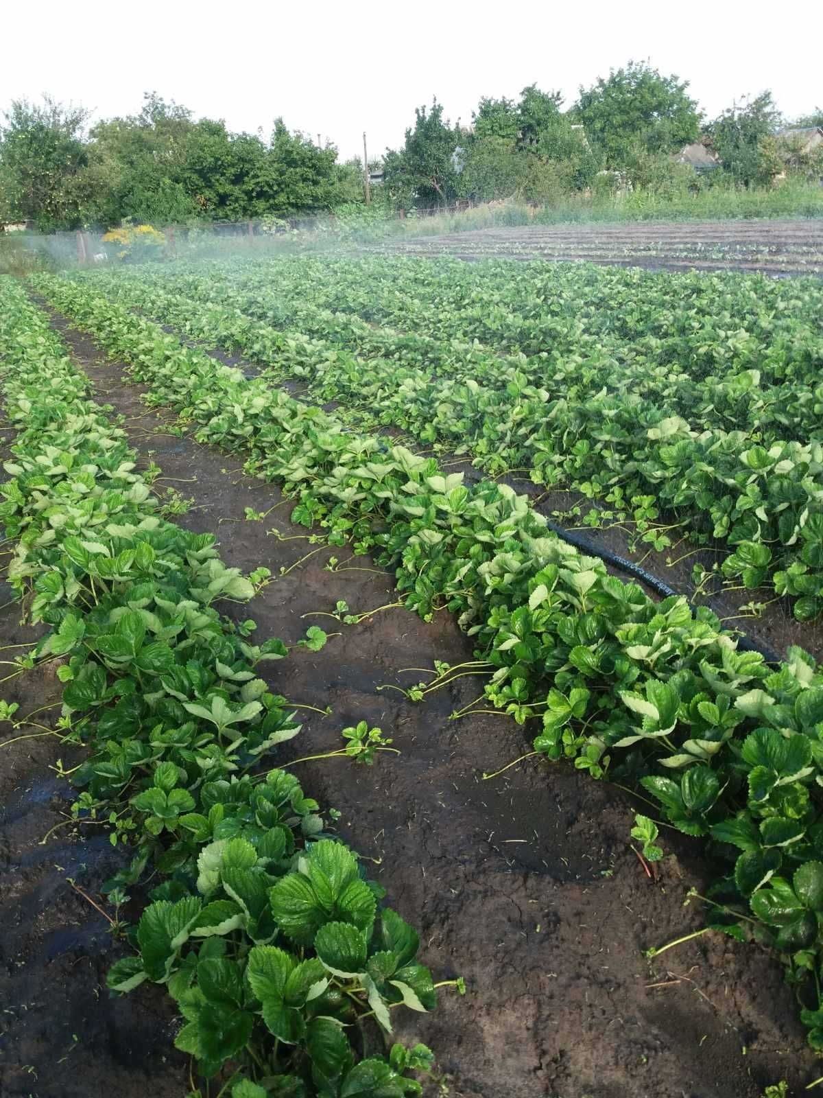 Саджанці полуниці (клубніка, клубника) Смородина, Малина