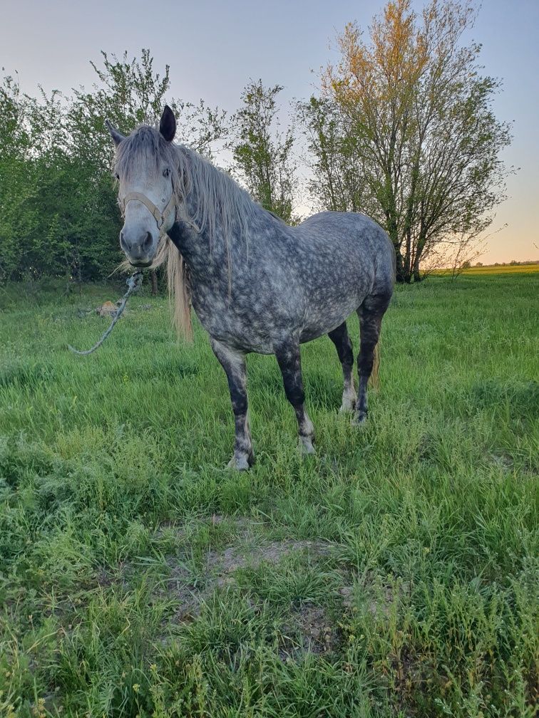 [Продам лошадь ]