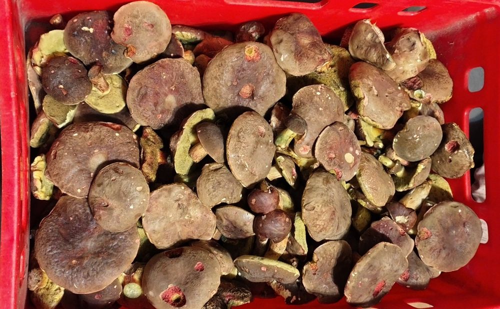 Grzyby świeże zdrowe