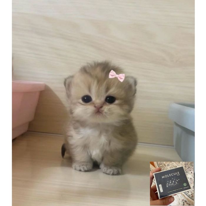 молекула………………..